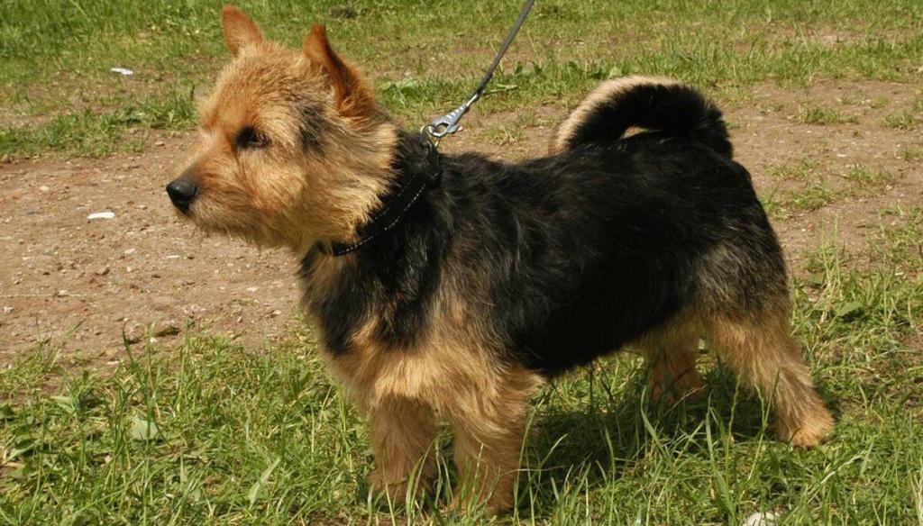 Norwich Terrier