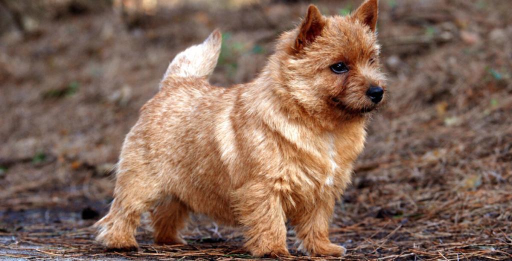 Norwich Terrier