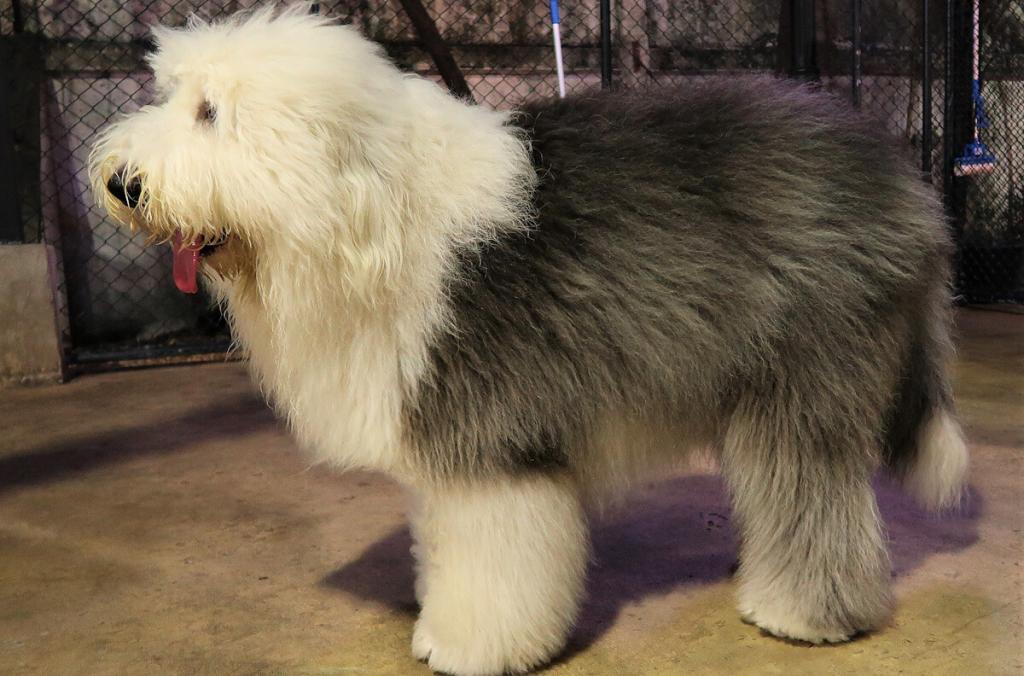 Old English Sheepdog