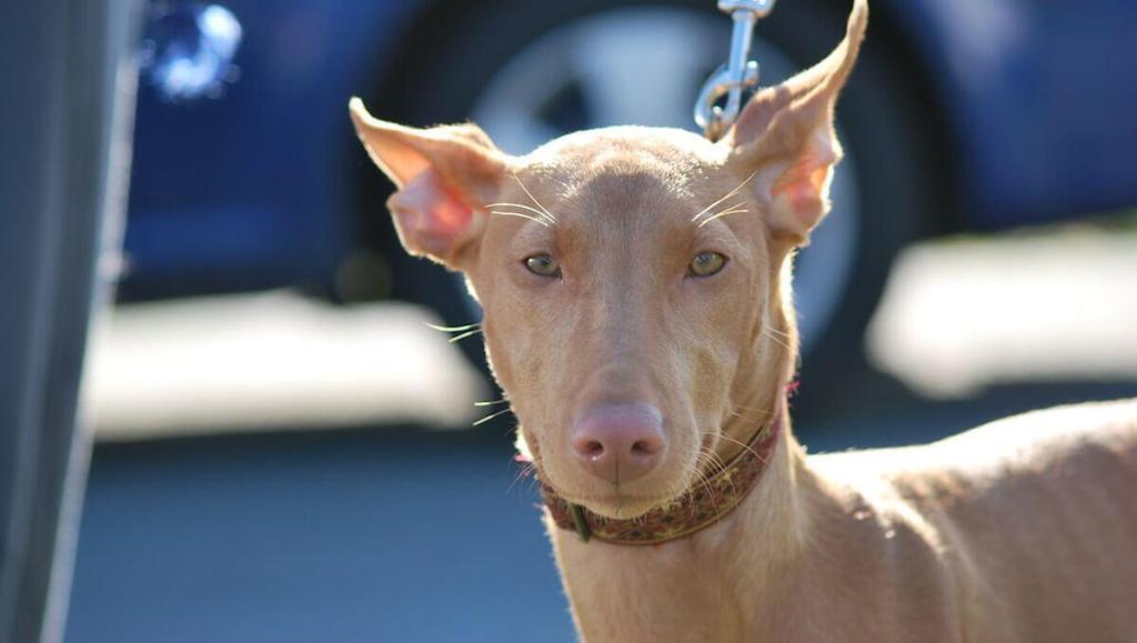 Pharaoh Hound