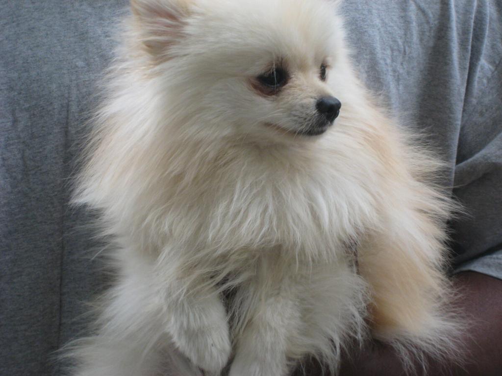 Pomeranian