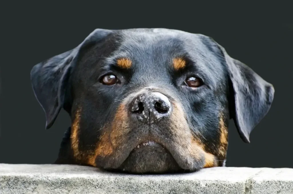 Rottweiler