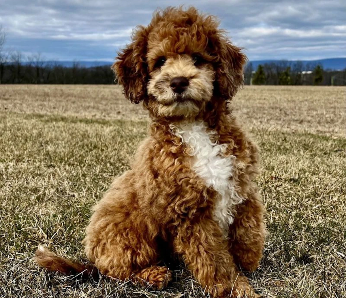 Unveiling the Saint Berdoodle: An In-Depth Breed Guide