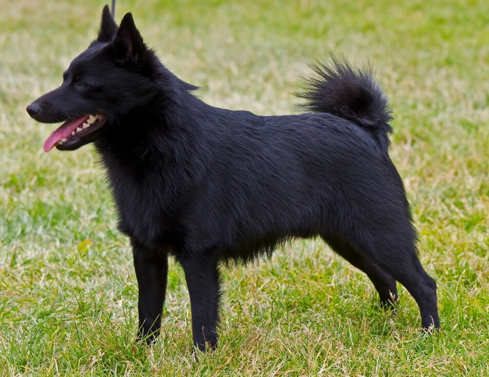 Discover the Schipperke: Small Dog with Big Personality