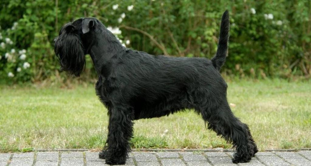 Standard Schnauzer