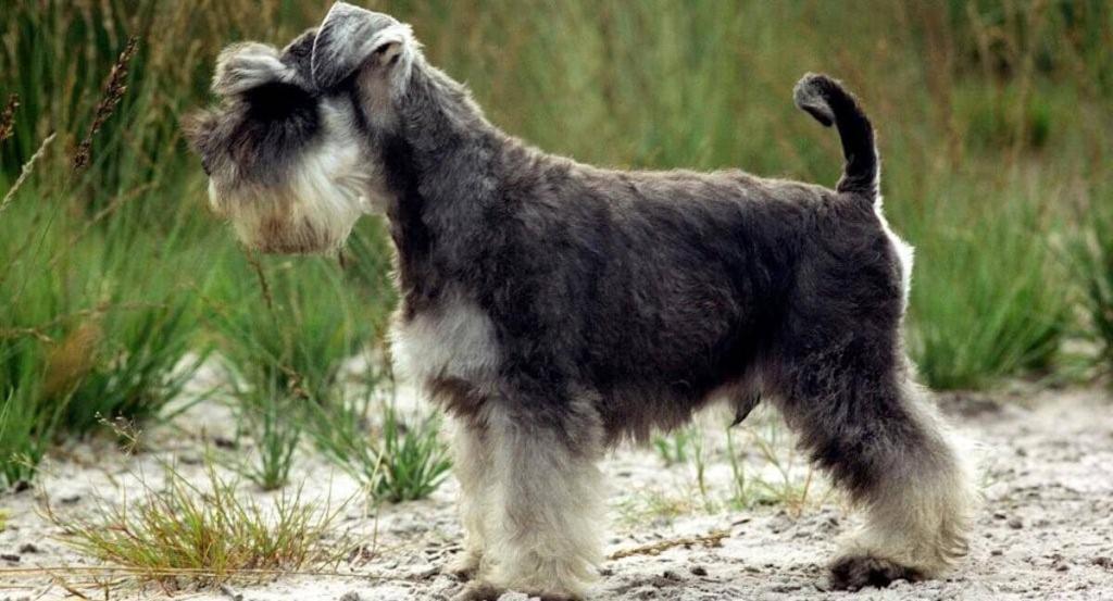 Standard Schnauzer