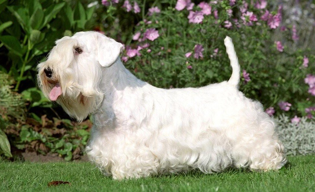 Sealyham Terrier