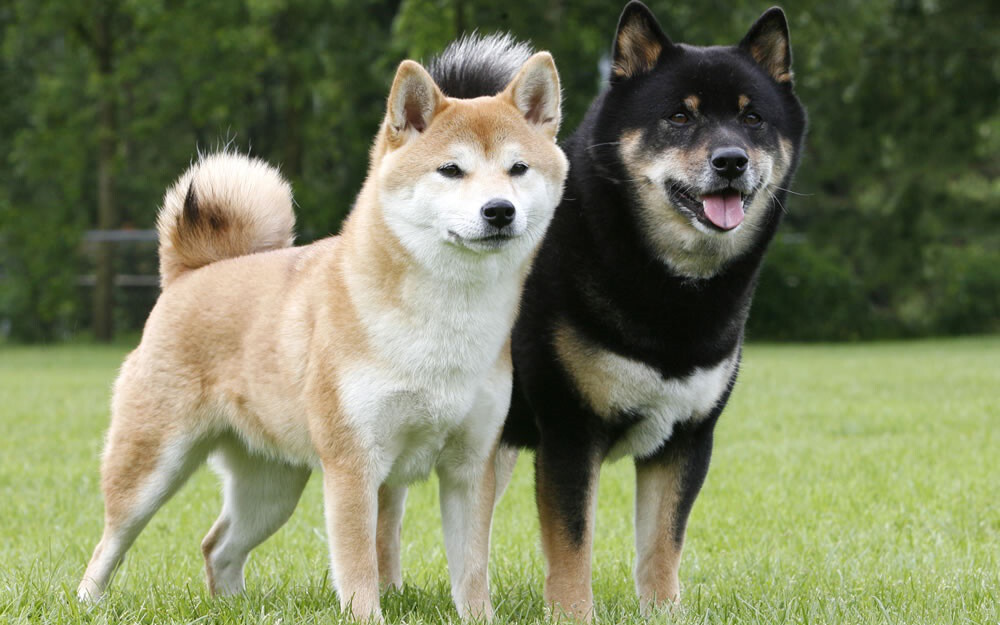 Shiba Inu