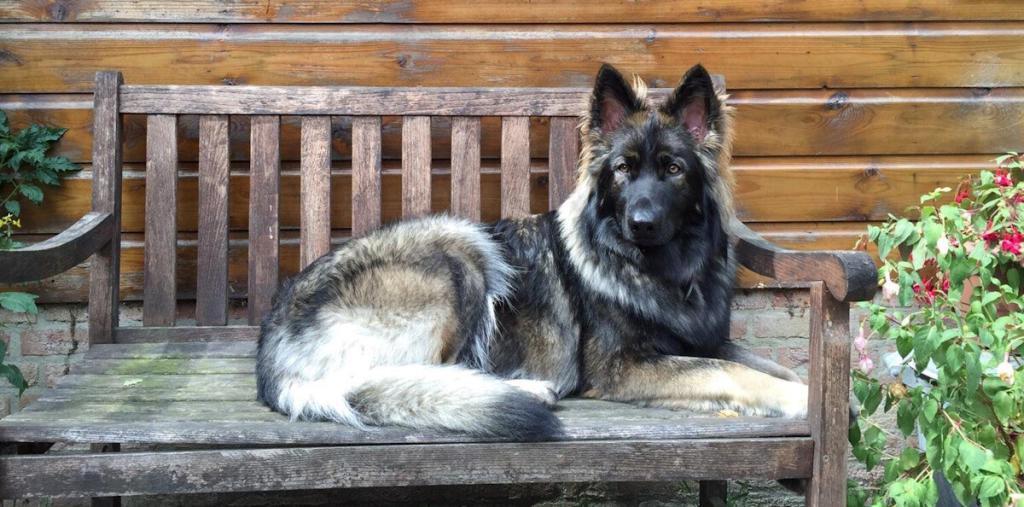 Shiloh Shepherd