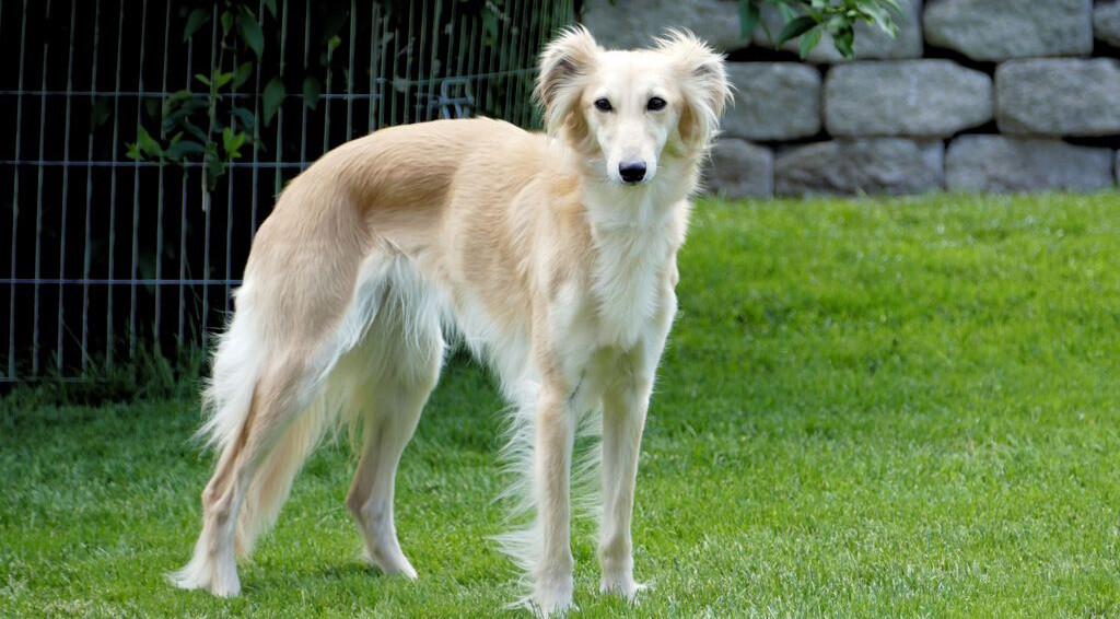 Silken Windhound