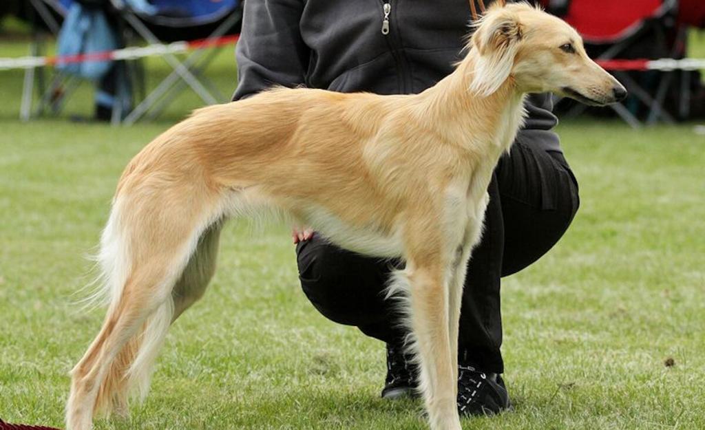 Silken Windhound