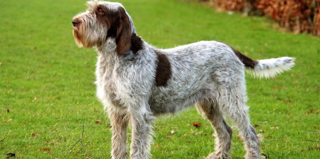 Spinone Italiano