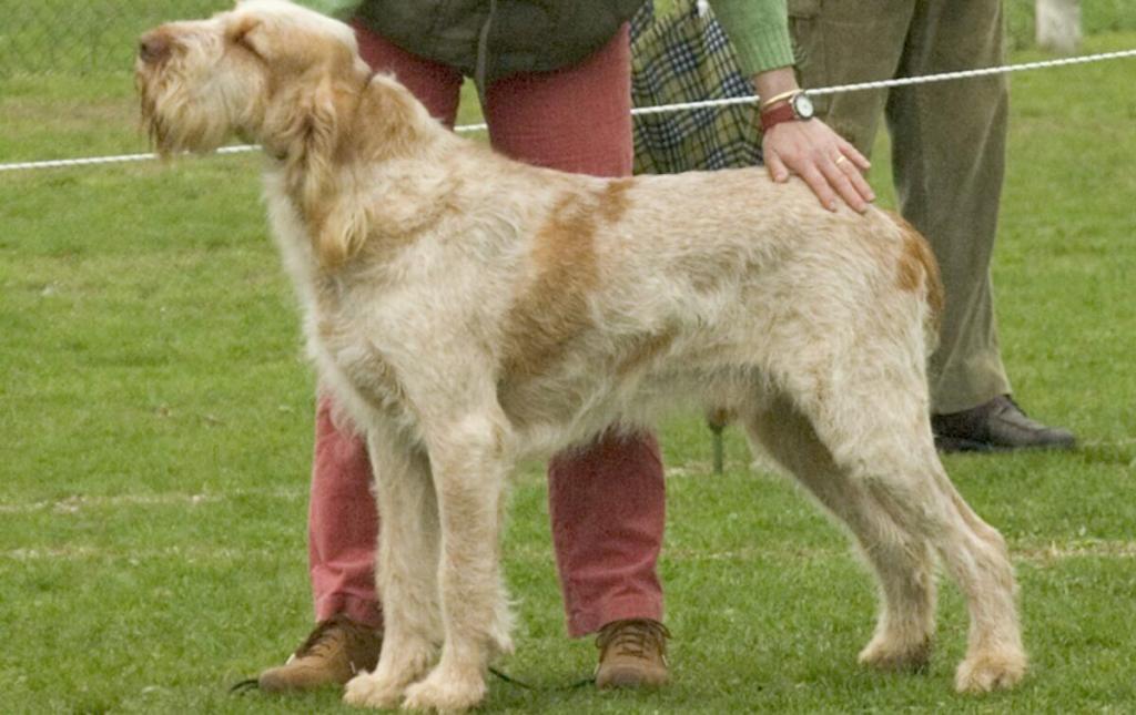 Spinone Italiano