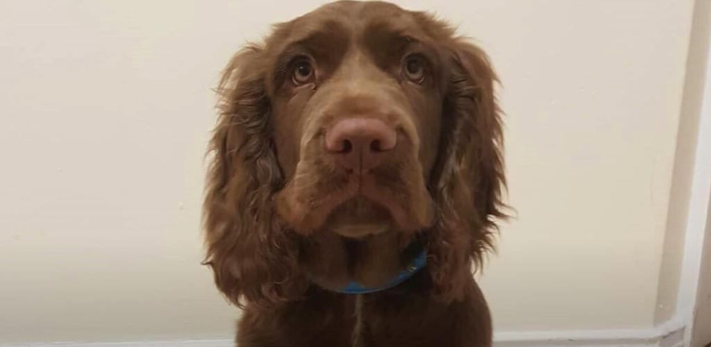 Sussex Spaniel