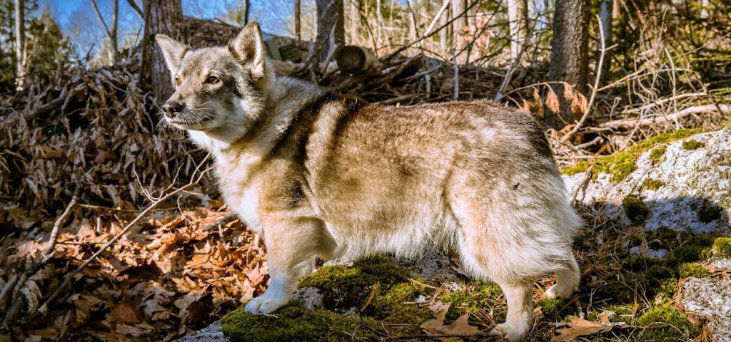 Swedish Vallhund