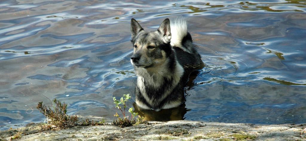 Swedish Vallhund