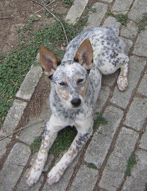 Texas Heeler