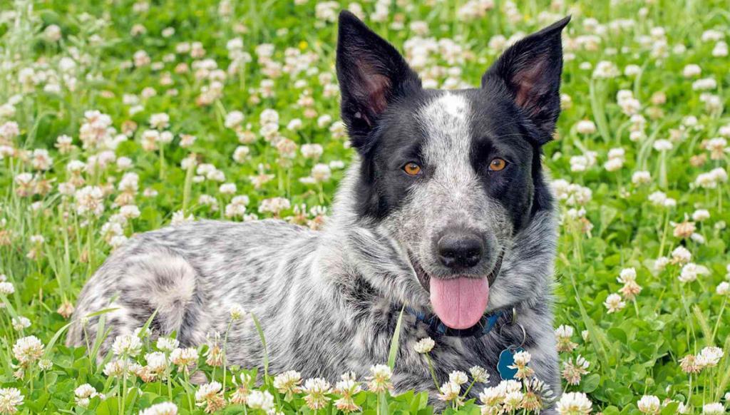 Texas Heeler