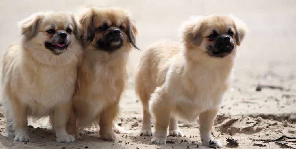 Tibetan Spaniel