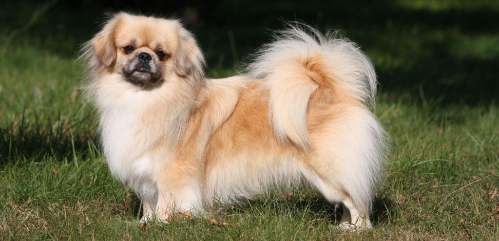 Tibetan Spaniel