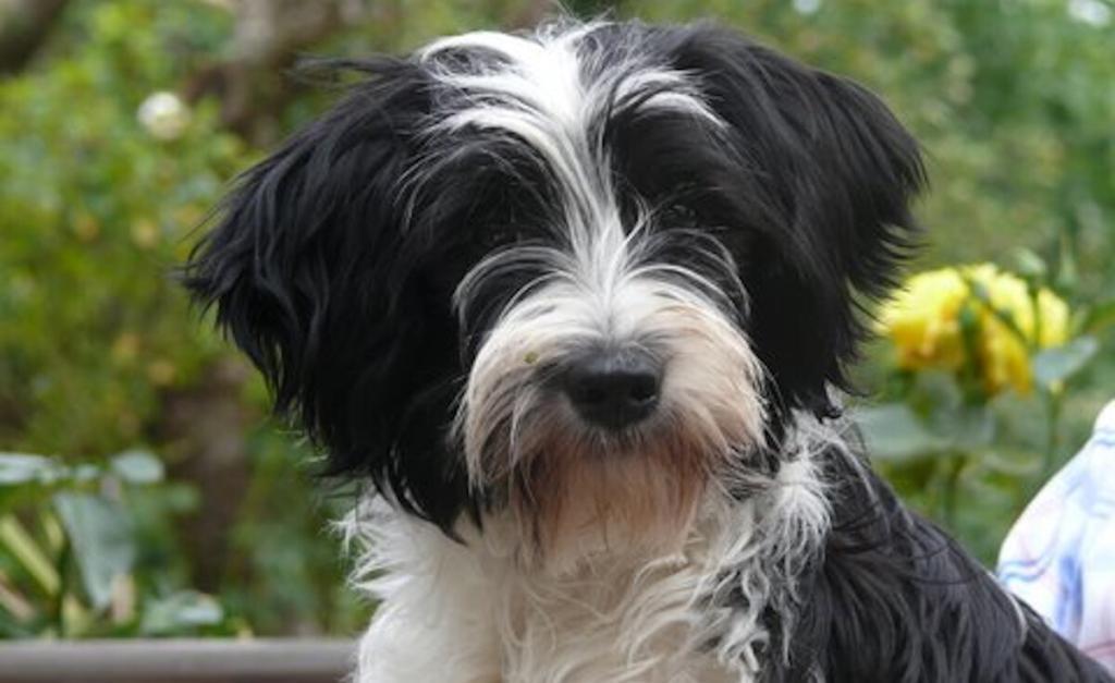 Tibetan Terrier