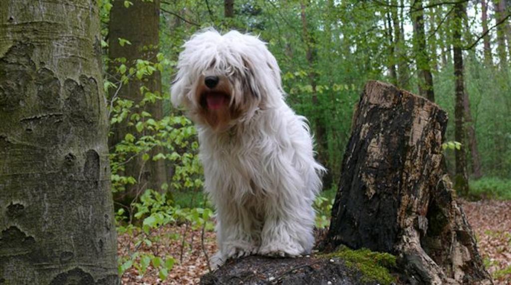 Tibetan Terrier