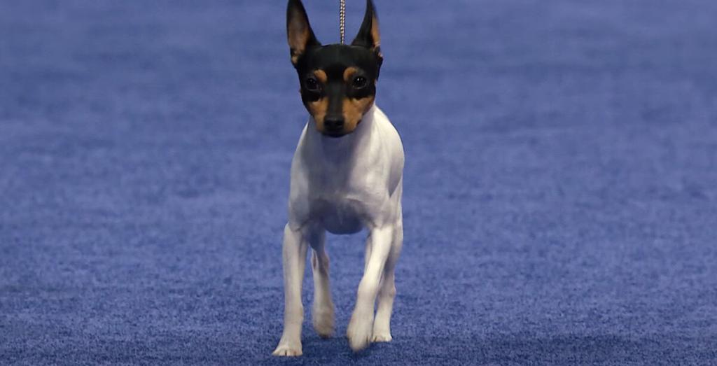 Toy Fox Terrier