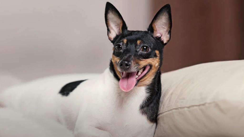 Toy Fox Terrier