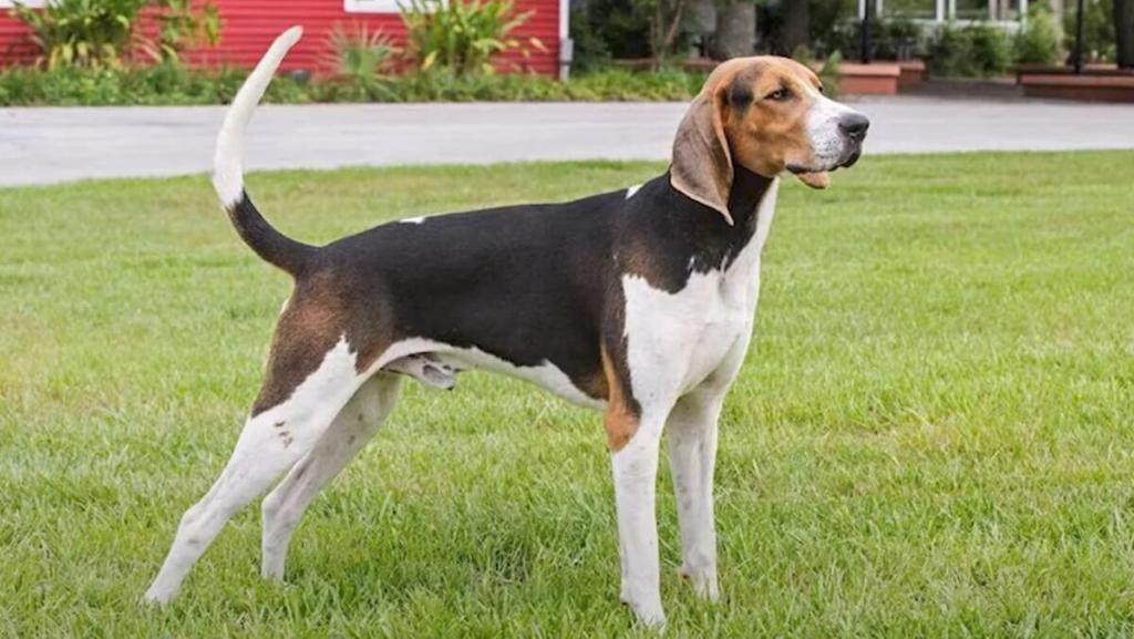 Treeing Walker Coonhound