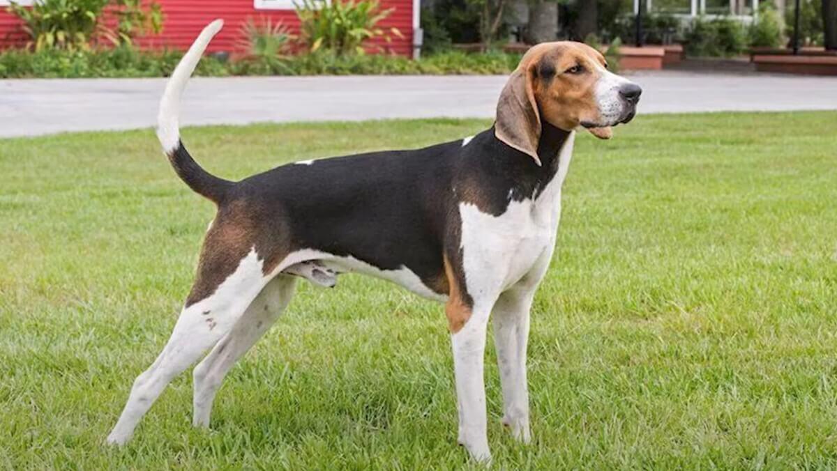 Understanding Treeing Walker Coonhound: Traits, Care and Compatibility