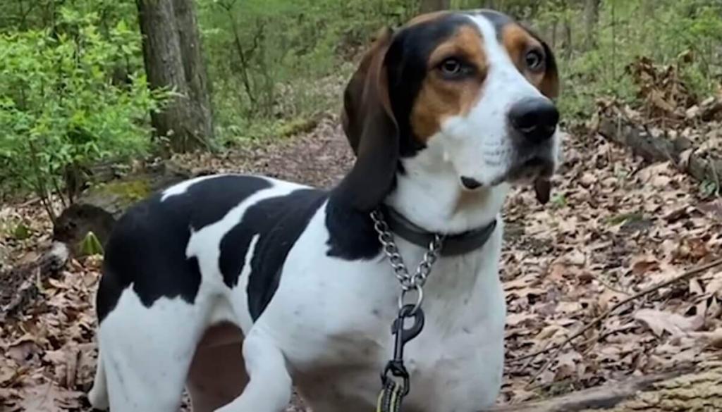 Treeing Walker Coonhound