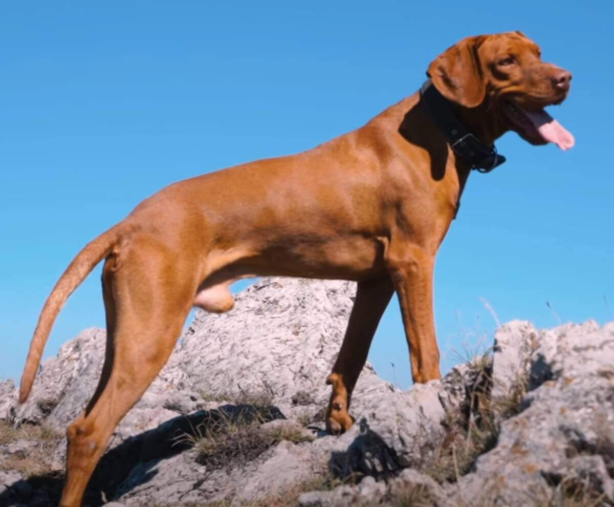 Discovering the Vizsla: A Complete Guide to Traits and Care