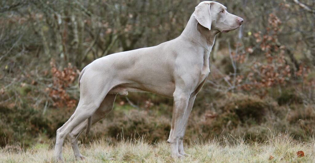 Weimaraner