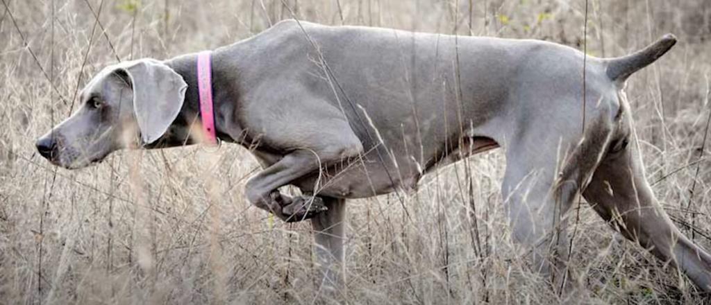 Weimaraner