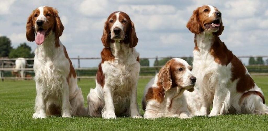 Welsh Springer Spaniel