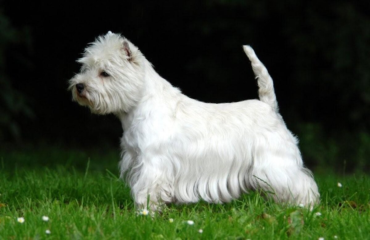 Unmasking the West Highland White Terrier: More Than Just Adorable