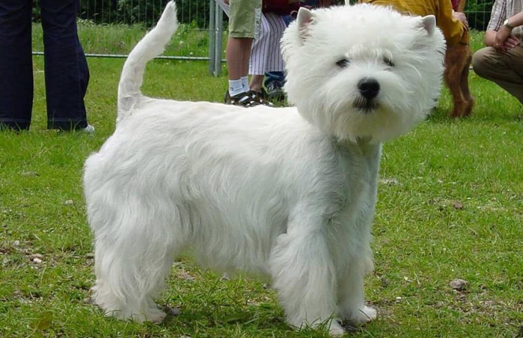 West Highland White Terrier