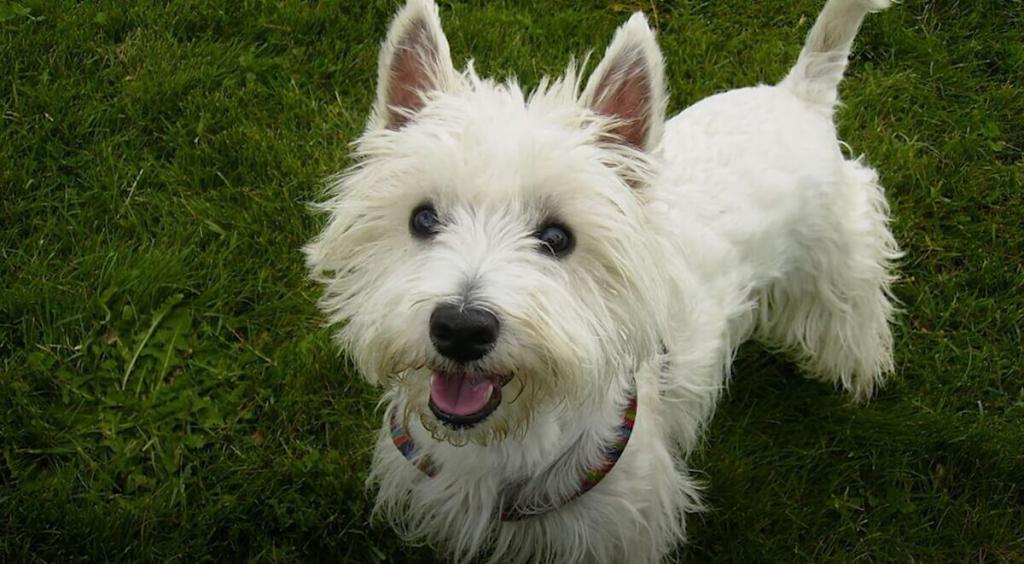 West Highland White Terrier