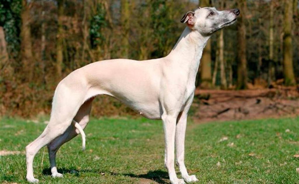 Whippet