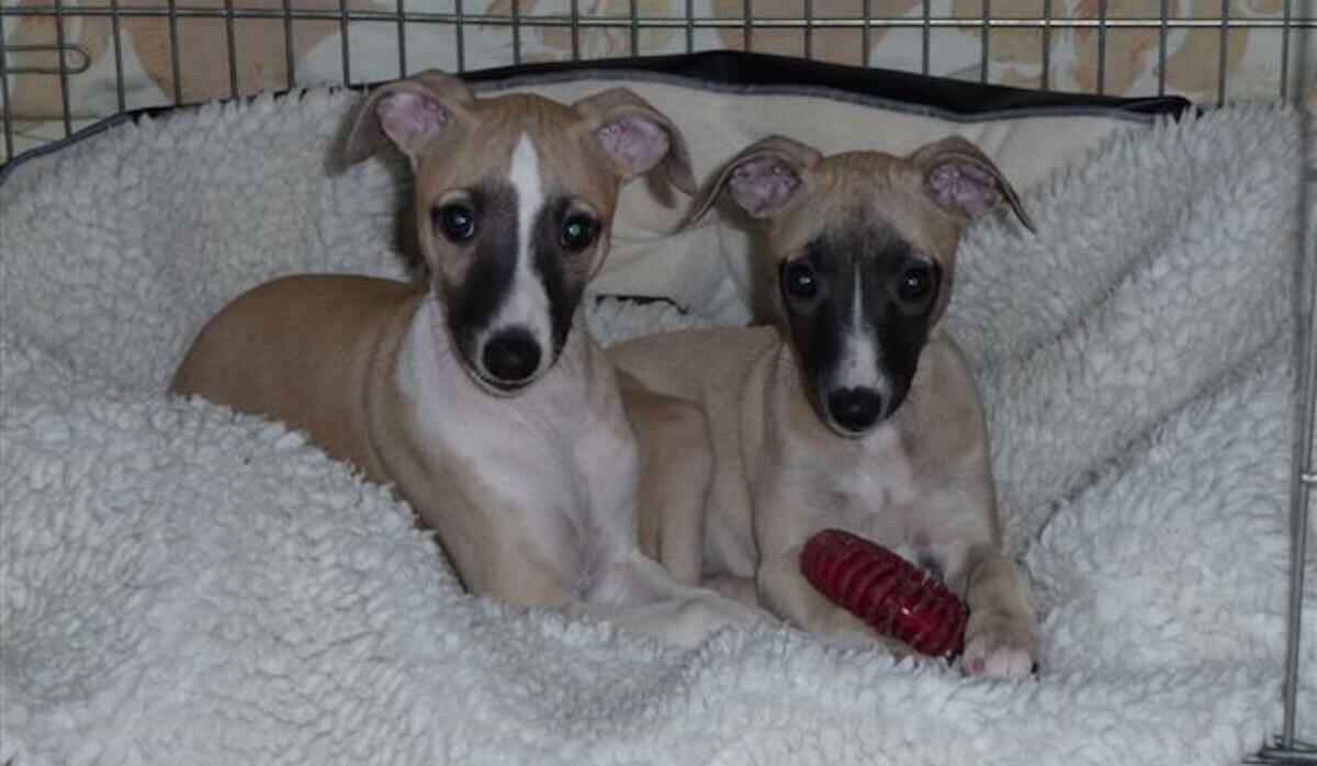 Whippet: A Versatile Companion - The All-Inclusive Guide