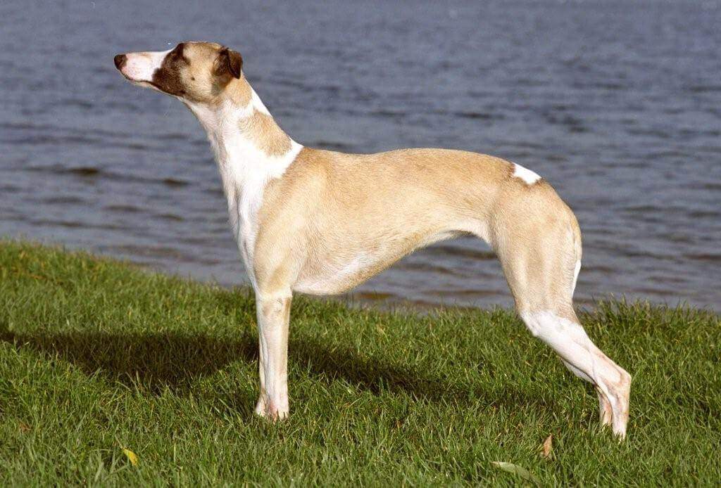 Whippet: A Versatile Companion - The All-Inclusive Guide