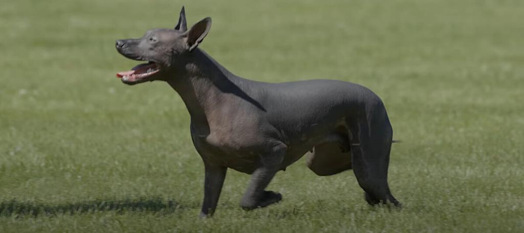 Xoloitzcuintli