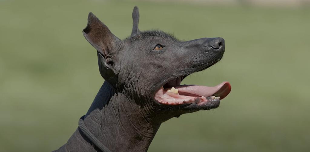 Xoloitzcuintli