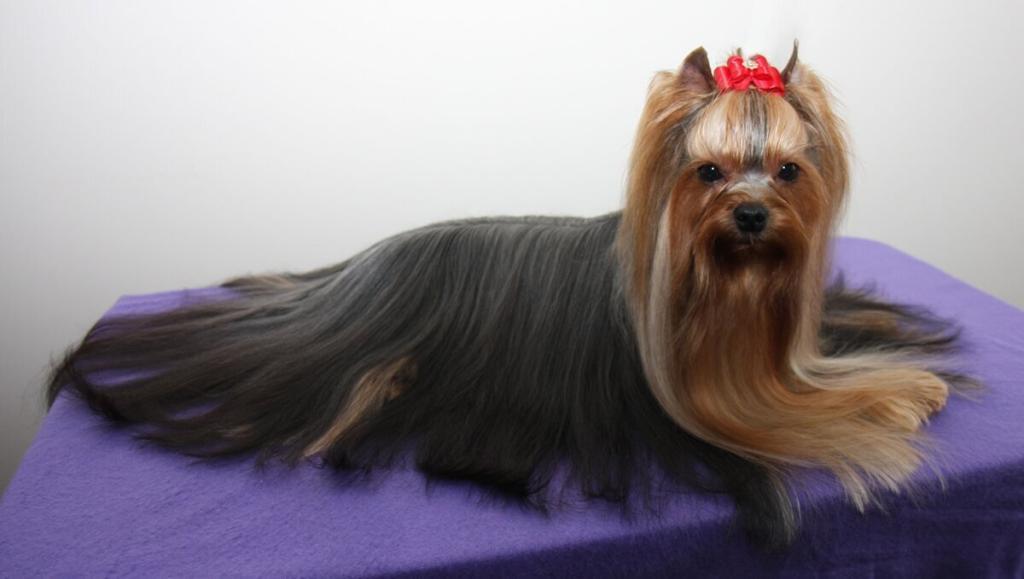 Yorkshire Terrier