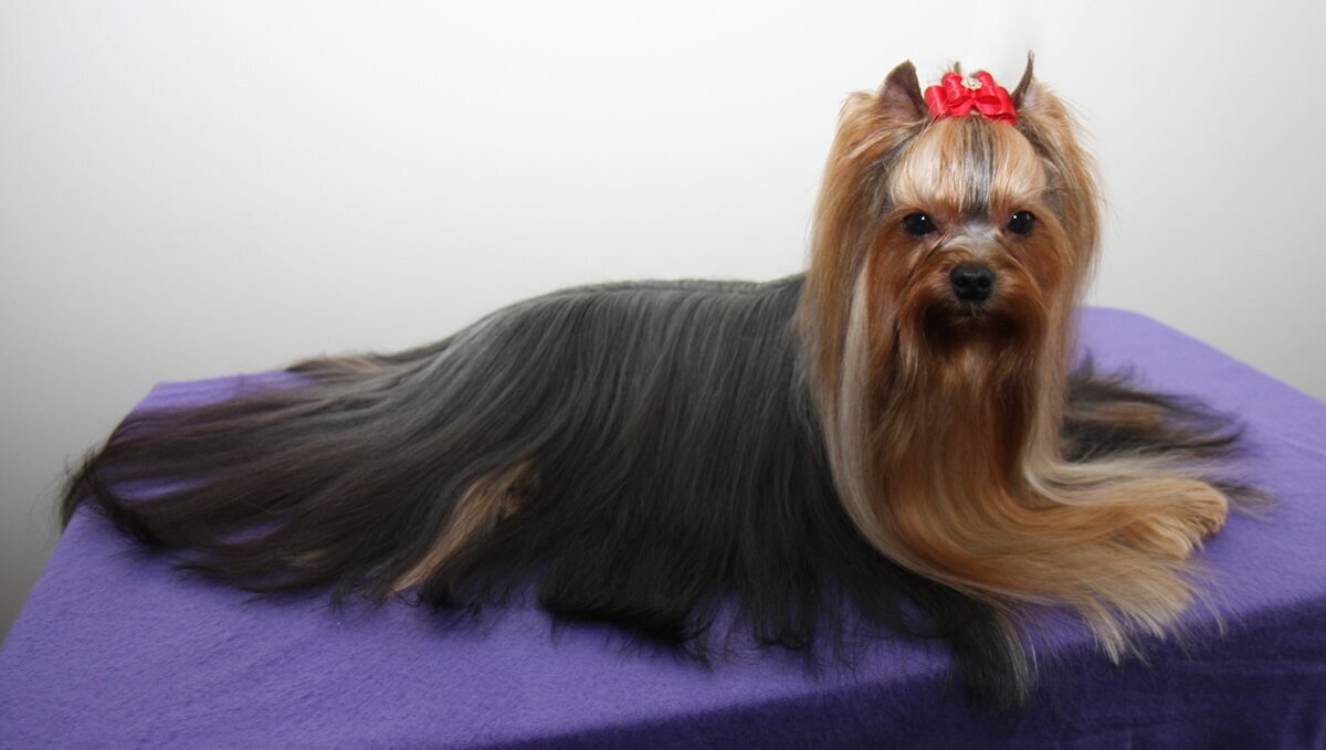 Yorkshire Terrier - Essential Care & Training Guide