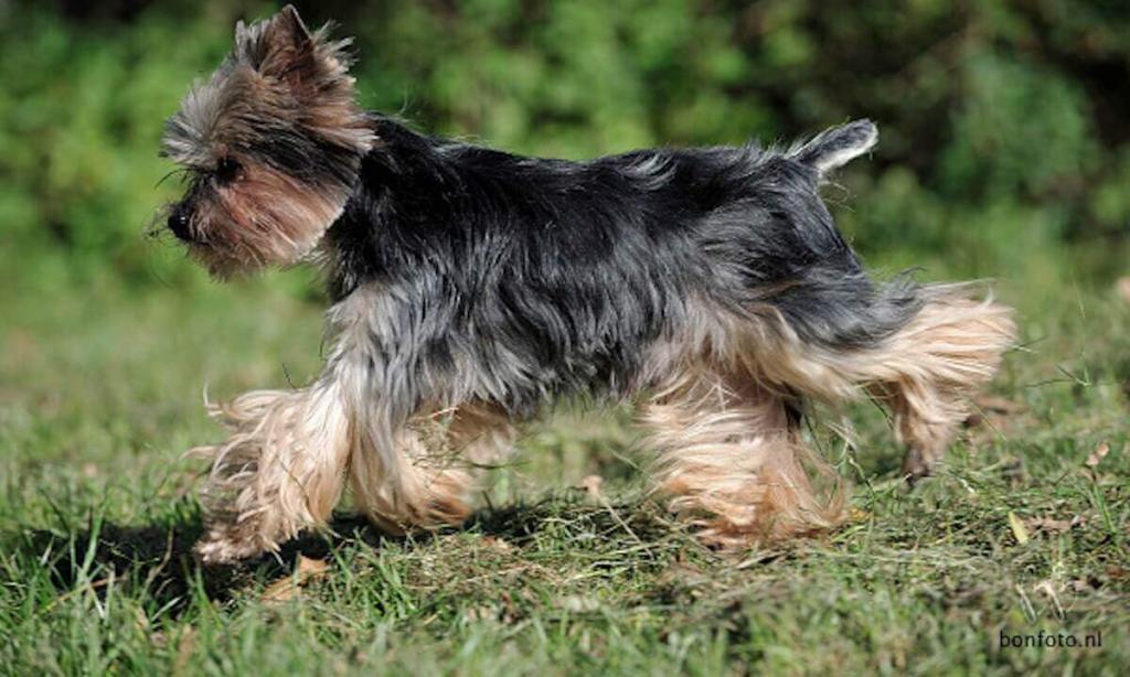 Yorkshire Terrier