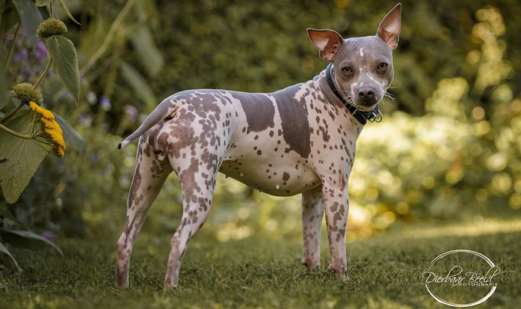 American Hairless Terrier