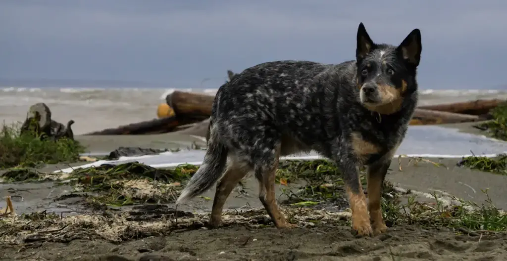 Australian Cattle Dog