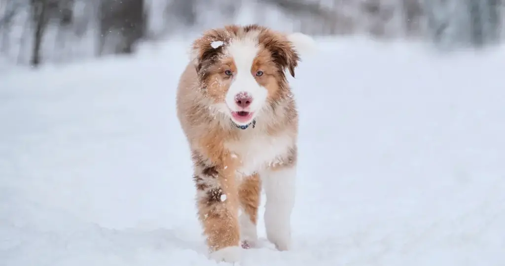 Australian Shepherd