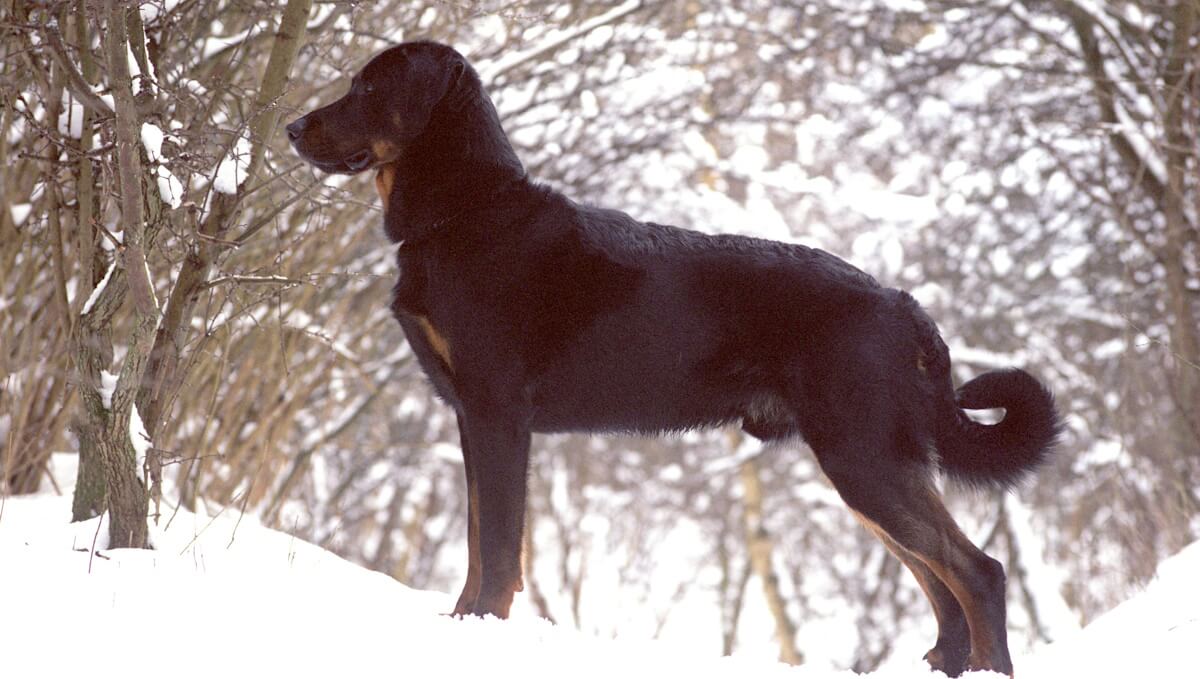 Beauceron: The Versatile Guardian and Its Robust Breed History